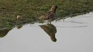 Watersnip (Common Snipe)