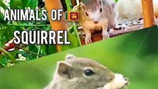 ANIMALS/The squirrel eats rice/SQUIREL