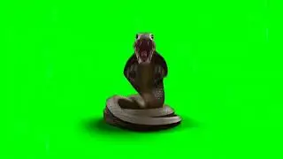 Snake Attack Star king green screen