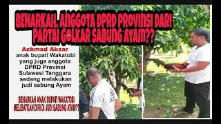 ANAK BUPATI SEKALIGUS ANGGOTA DPRD PROVINSI DARI PARTAI GOLKAR ACHMAD AKSAR DIDUGA DOYAN SABUNG AYAM
