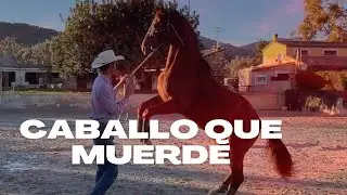 CABALLO cerril que MUERDE Y REPARA