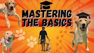 THIS should be your Labrador Retrievers STANDARD
