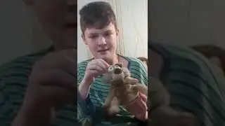 Делаем коробку и пальчиковые игрушку (В БЕЛКУ ЧТО-ТО ВСЕЛИЛОСЬ )!!!!!#1
