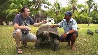 Giant tortoises of the Seychelles