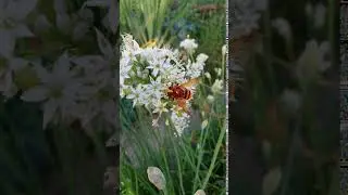 Муха-журчалка наслаждается осенними цветами.
