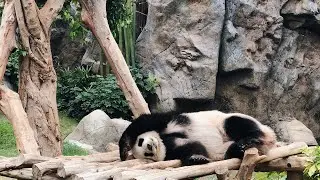 Урок в Hello Chineese + личный вопрос
