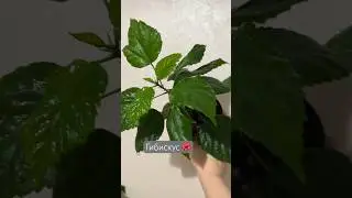 Медитации могут быть такими🤎