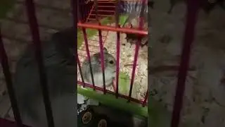 хомяк ест капусту