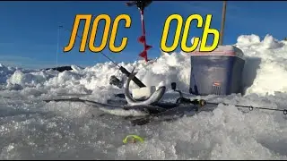 Наконец то выбрался на озеро.Вода поверх льда.Ловля лосося.