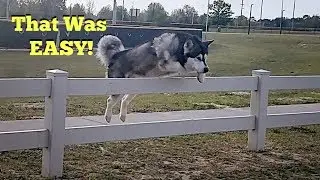 Athletic Malamute Jumped Over Fence At The Park | Slow Motion