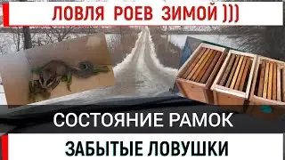 Ловля роев зимой))). Забытые ловушки. Состояние рамок.