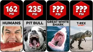 Strongest Animal Bite Force Comparison