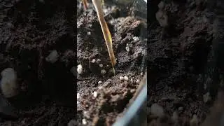 Conscripting My Pet Rock #gardening