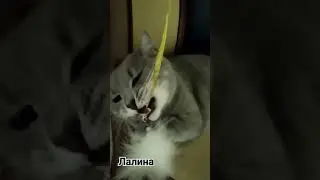 #Лалина #2023