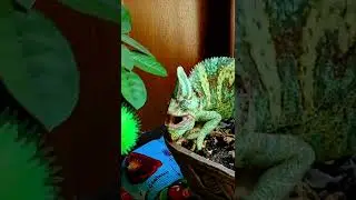Хамелеон боксёр 