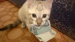 Котэ намутил косарь и не отдает.