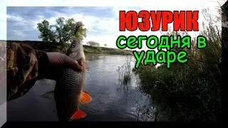 Зачетные ГОЛАВЛИ, все как на подбор на Yo-Zuri L-Minnow 44s. Ловля голавля на спиннинг