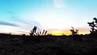 Flying around Joshua trees.