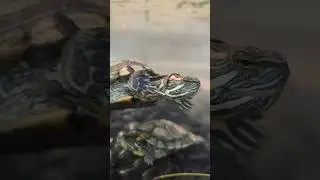 #ஆமை #tortoise #turtles #smallturtles #தஞ்சாவூர்பறவைபூங்கா #rajalibirdspark #underwater  #relaxing