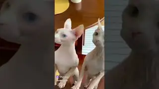 Котики сфинксы #short
