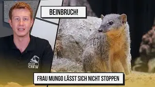 Beinbruch! | Frau Mungo lässt sich nicht stoppen