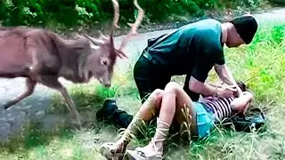 10 Wild Animals That Saved Human Lives