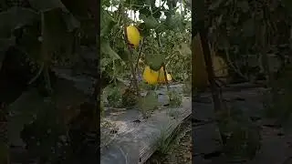 Melon