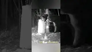 Медведь на приваде. 