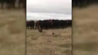 Cattle herd follows beaver in Saskatchewan