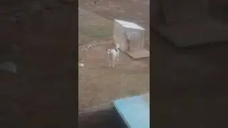 хозяин двора