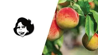 Tropical Type Instrumental 