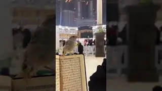 MashaAllah 😍 #bird #foryou #allah #trending #deenvibes #shortsfeed #urdu