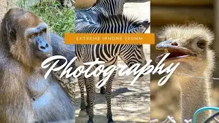 EXTREME iPhone 200MM Creative Photography | LA Zoo Wildlife Photography