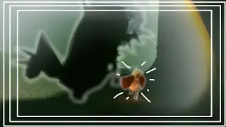 My Closest Krill Encounter!