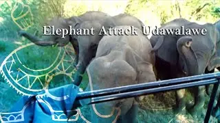 Elephant  Attack  | Udawalawe  | Sri Lanka