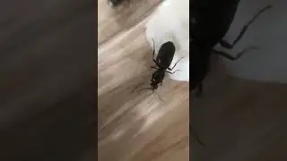 Königin 1 nix gut. Königin 2 könnte was werden. Lasius niger Ameisenhaltung.