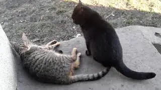 Брачные игры