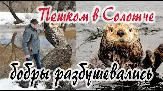 Пешком в Солотче. Встреча с бобрами.
