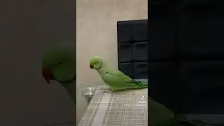 Говорящий ожереловый попугай Ричи Бай-бай, поскорее ням-ням-ням 🦜
