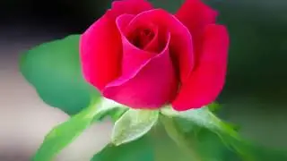Mage Punchi Rosa Male.  මගේ පුංචි රෝසමලේ මමයි නුඹේ වියපත් බඹරා