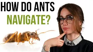 Ant Navigation - The secrets behind ant's sense of direction