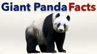 Giant Panda Facts