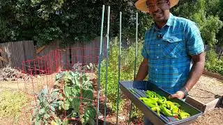 Pepper Harvest FINALLY Introducing my AVOCADO Tree and Beginning of Fall!