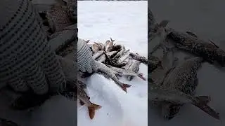 Секретное место. хороший улов хариуса.