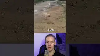 Nobody Knew Where This Dog Goes 💔