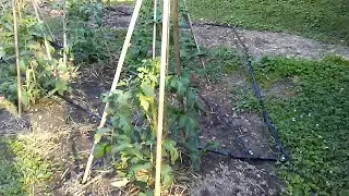 Alternative tomato supports for arthritic gardeners