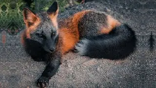 10 Most Beautiful Rare Animals On The Planet