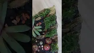 Домик для молодил/ каменных роз/ суккулентов # Das Haus für Sukkulenten..