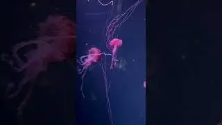 JellyFish - Very Interesting Fish #jellyfish #shorts