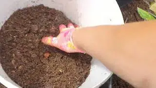Из каких компанентов я делаю субстрат при пересадке саженцев голубики.